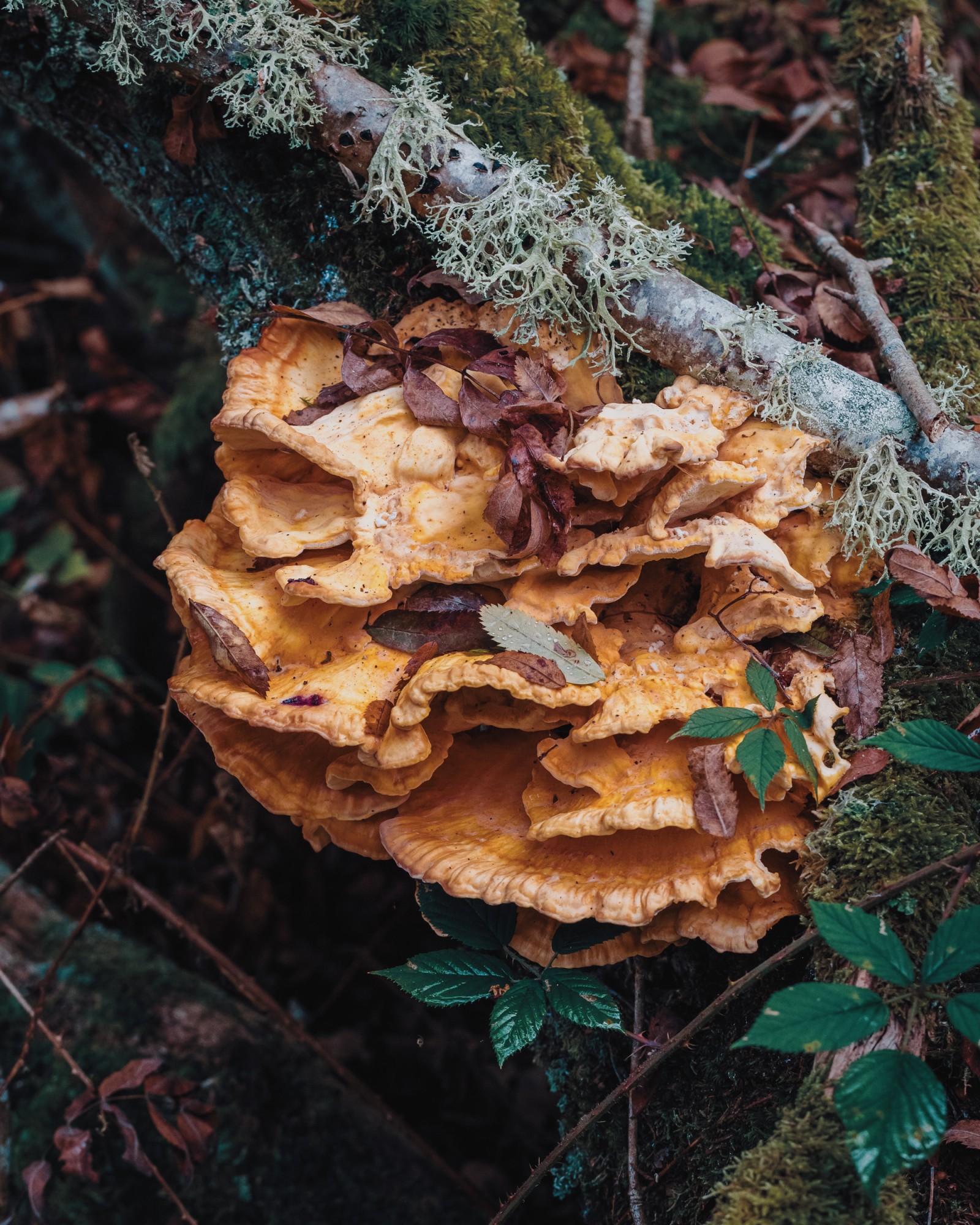 Laetiporus sulphureus