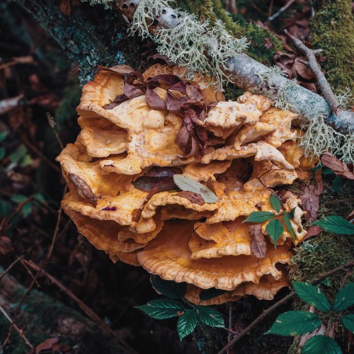 Laetiporus sulphureus
