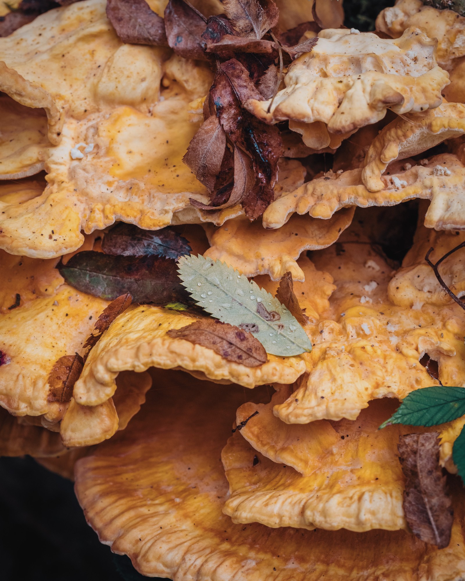 Laetiporus sulphureus