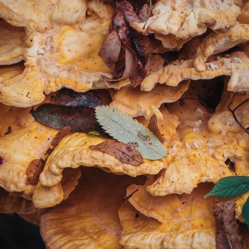 Laetiporus sulphureus