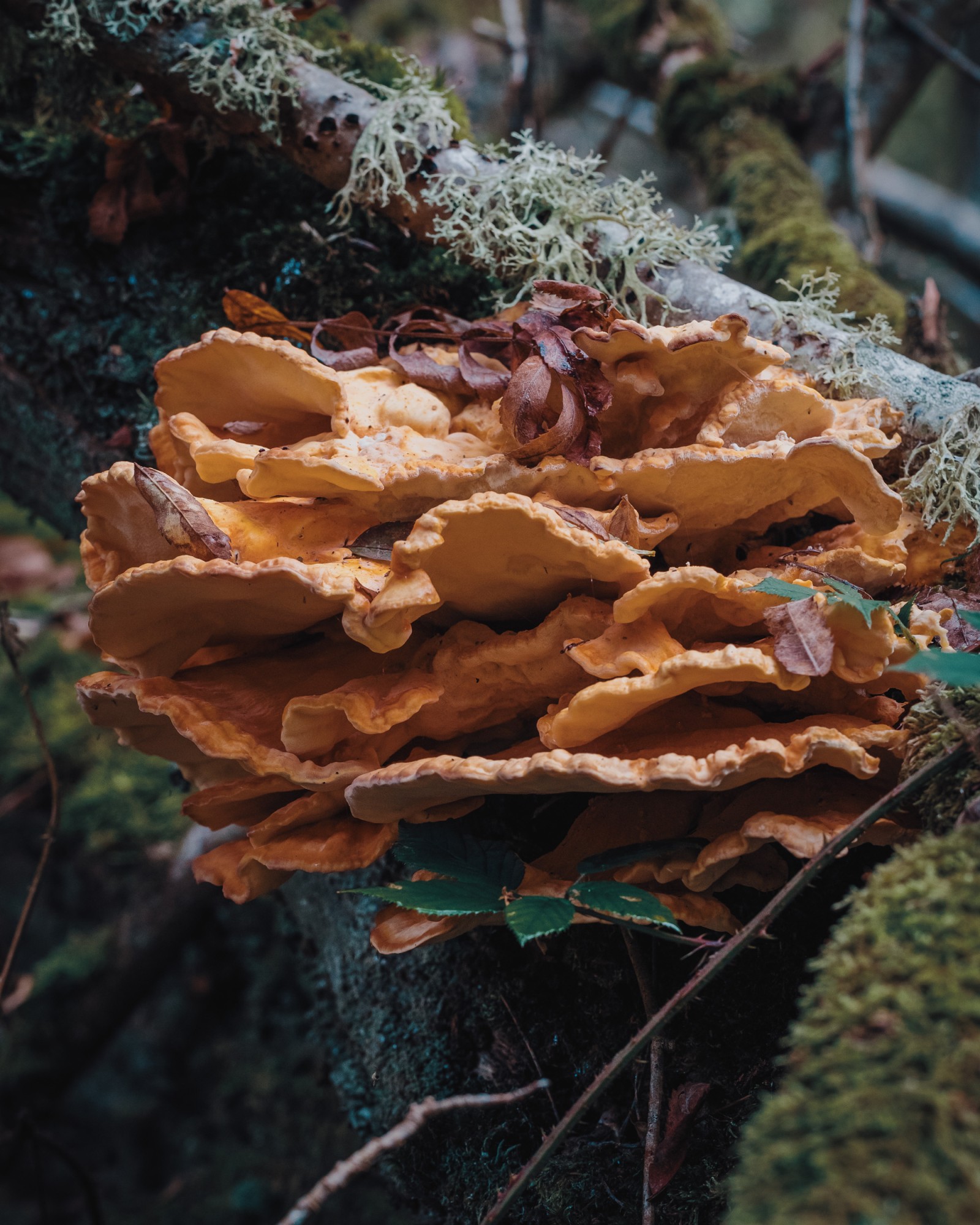Laetiporus sulphureus