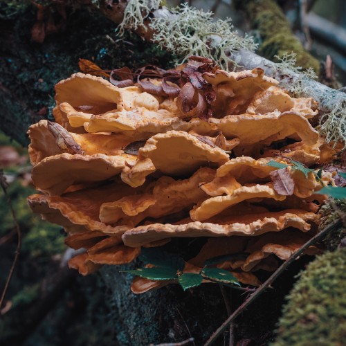 Laetiporus sulphureus