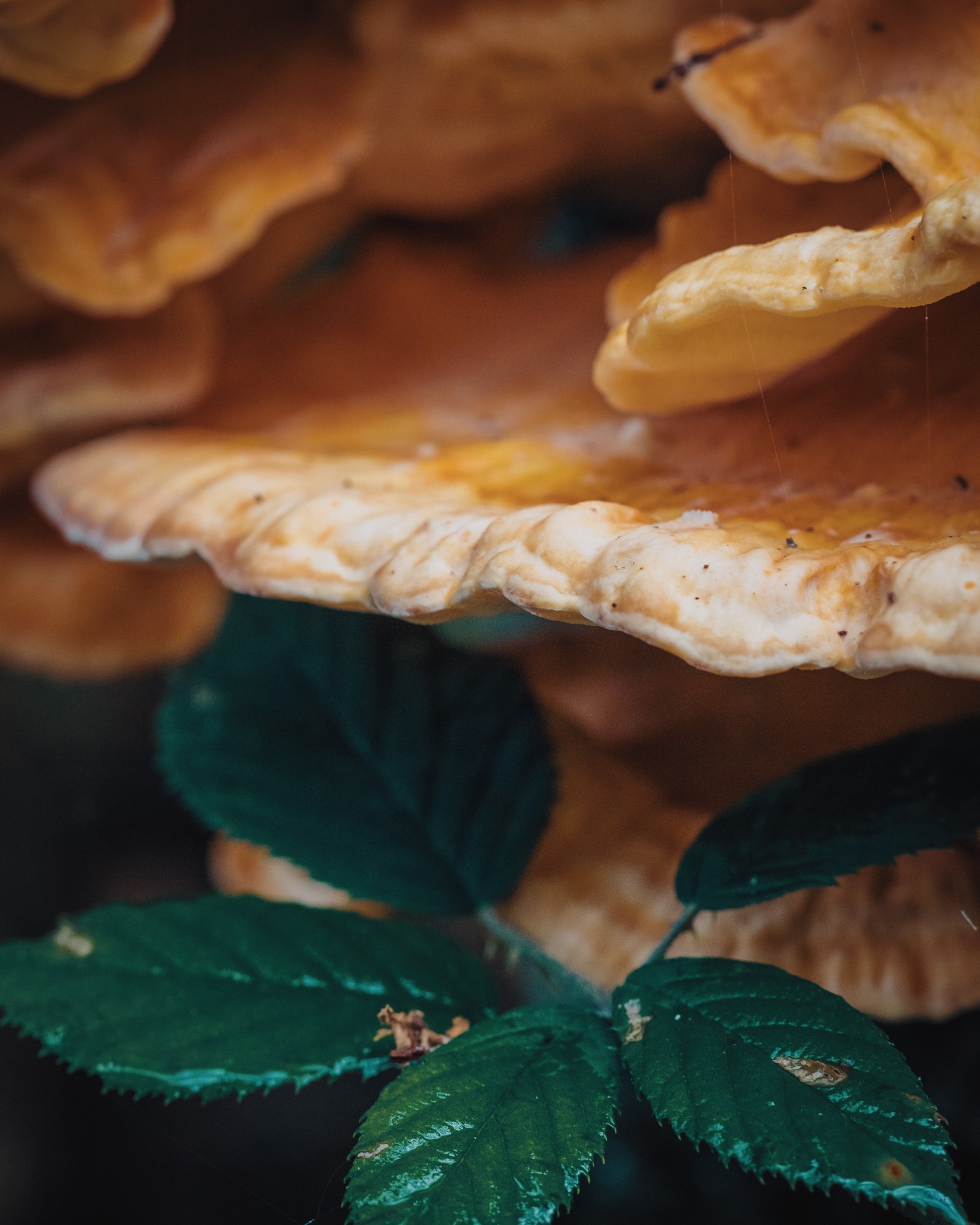 Laetiporus sulphureus