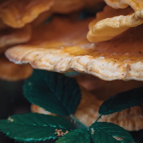 Laetiporus sulphureus