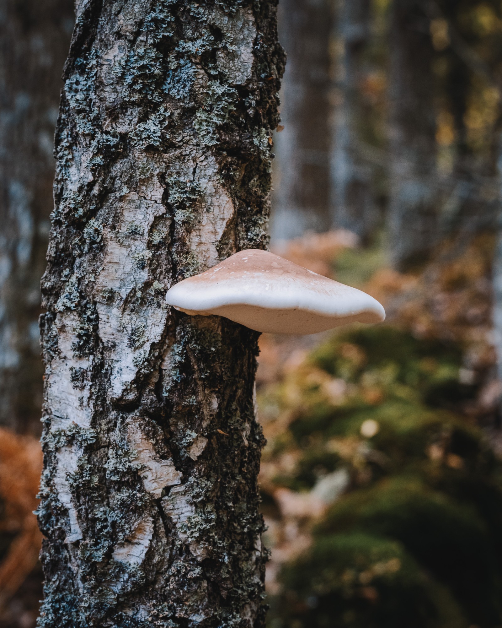 Piptoporus betulinus