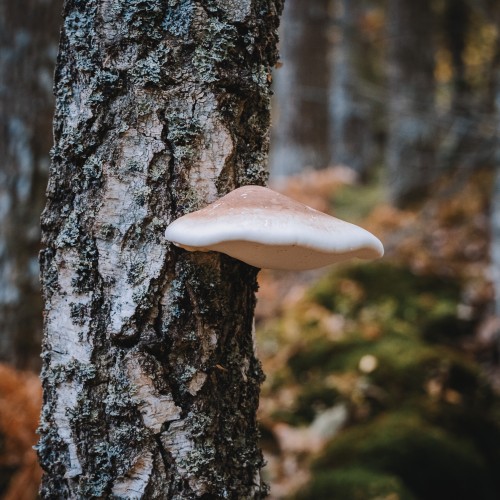 Piptoporus betulinus