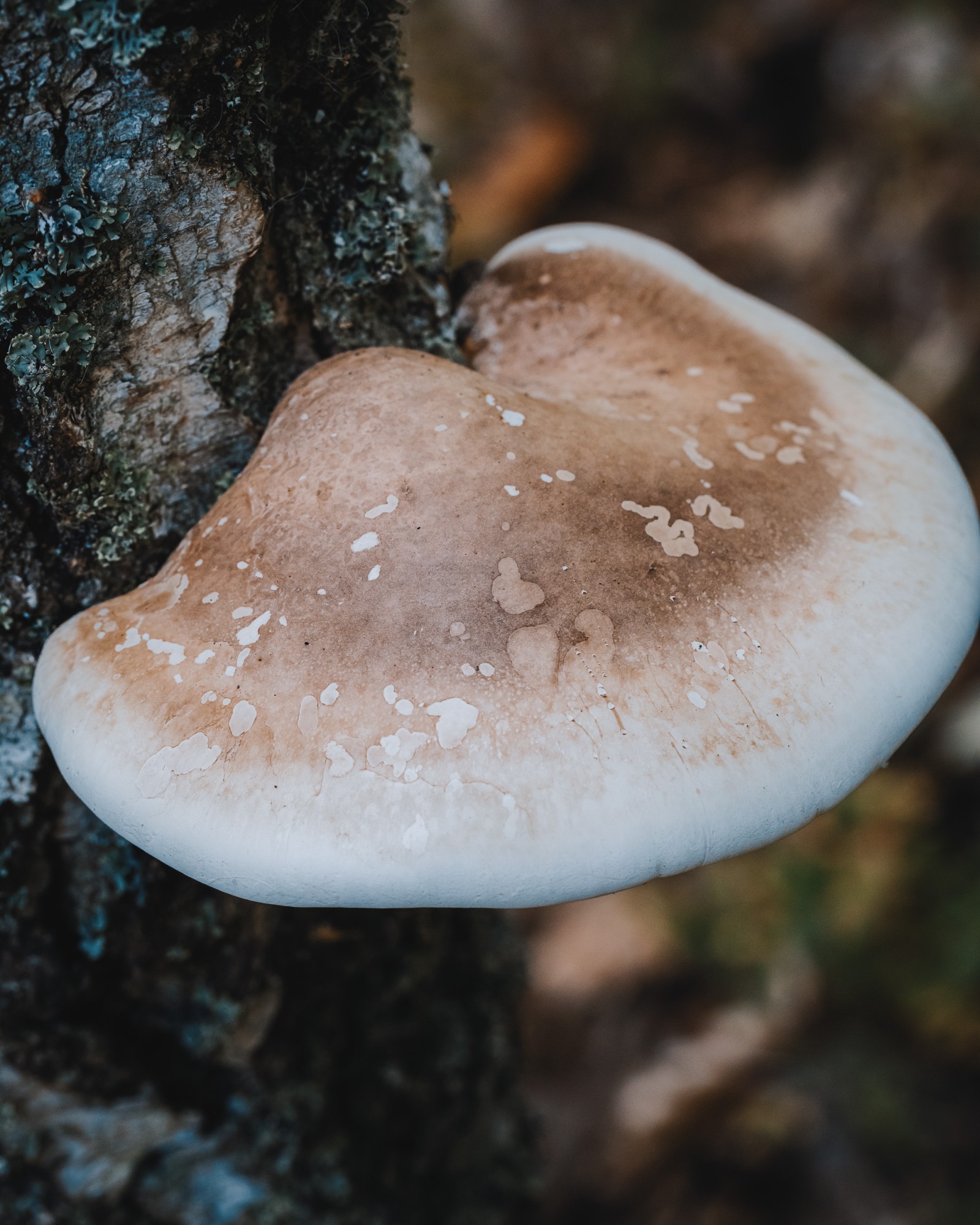 Piptoporus betulinus