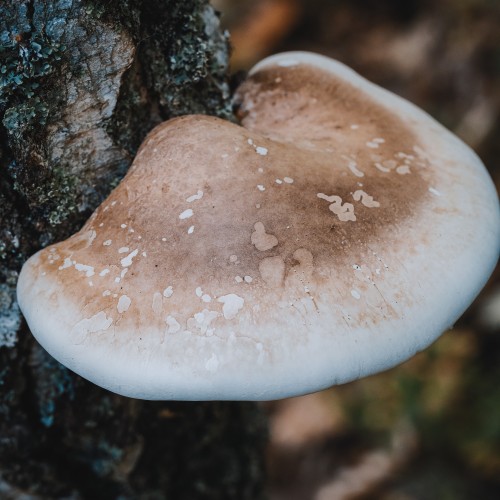 Piptoporus betulinus
