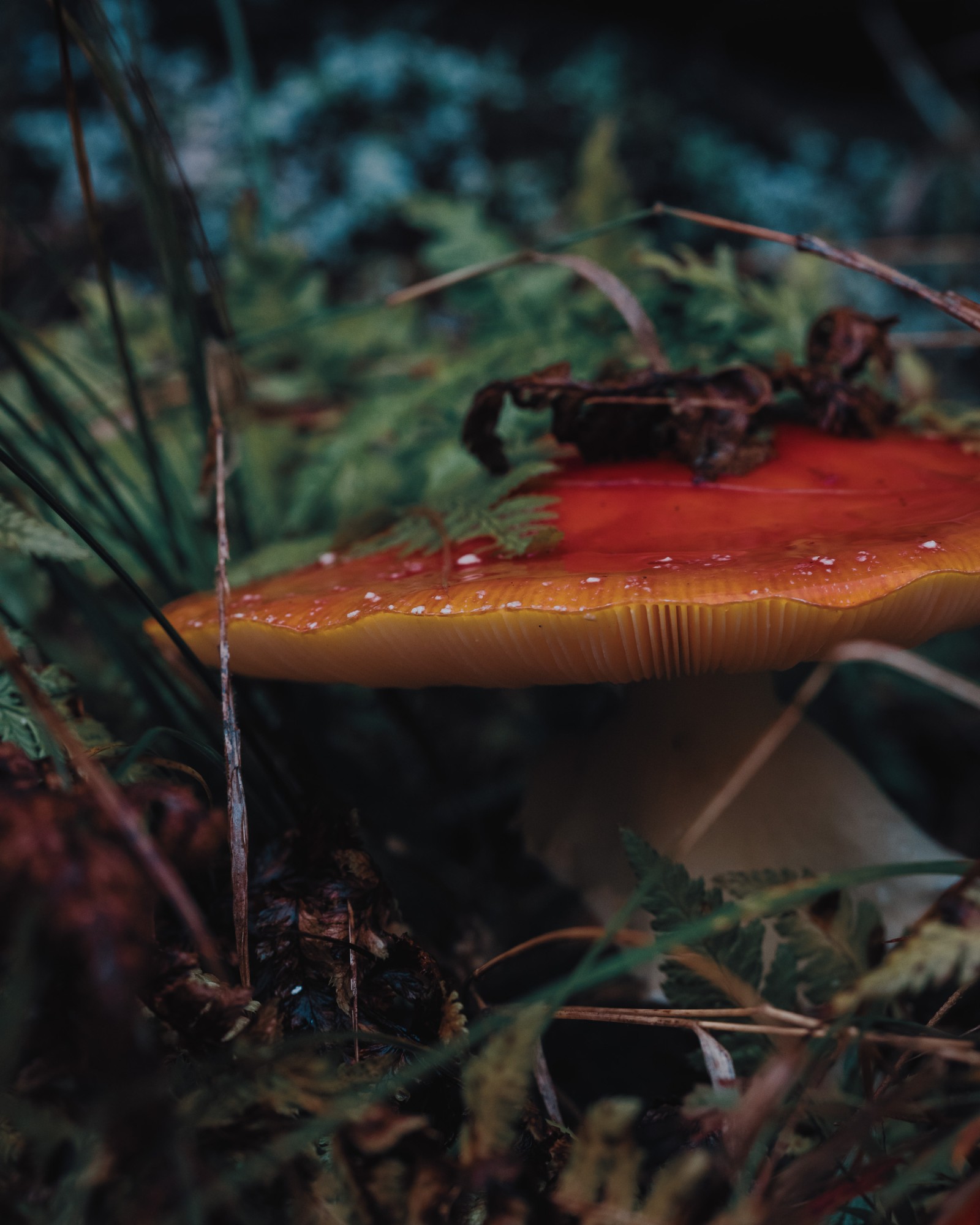 Amanita muscaria