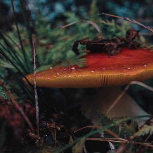 Amanita muscaria