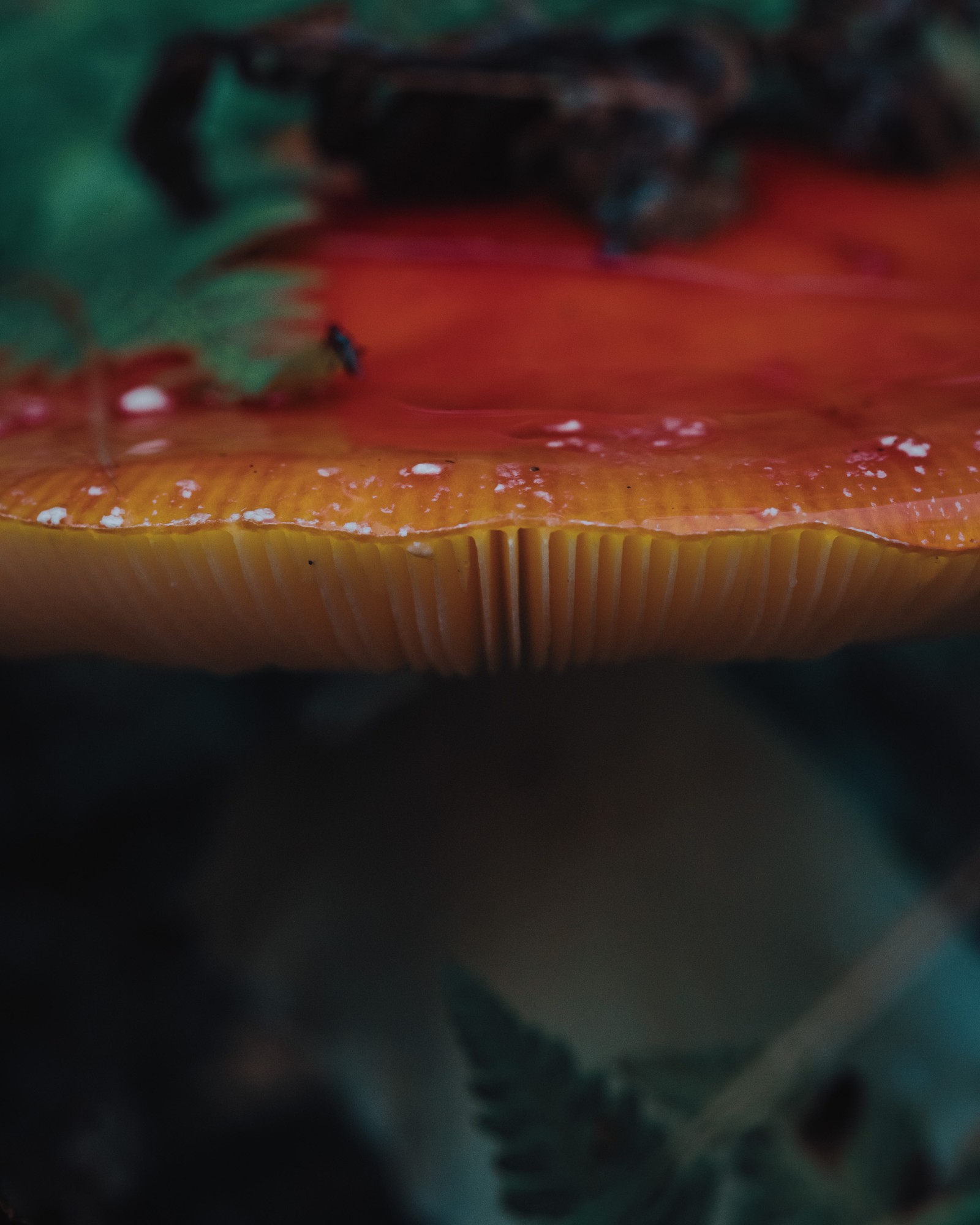 Amanita muscaria