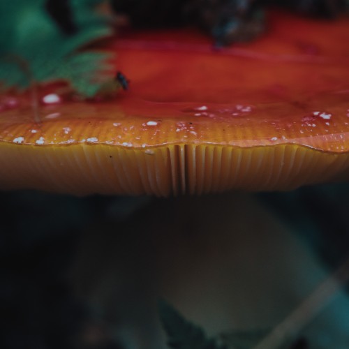 Amanita muscaria