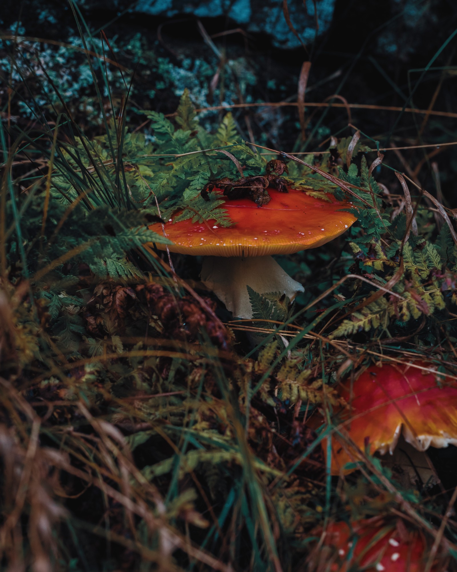 Amanita muscaria