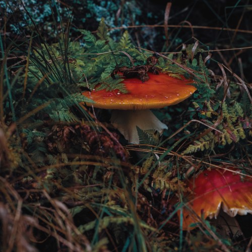 Amanita muscaria