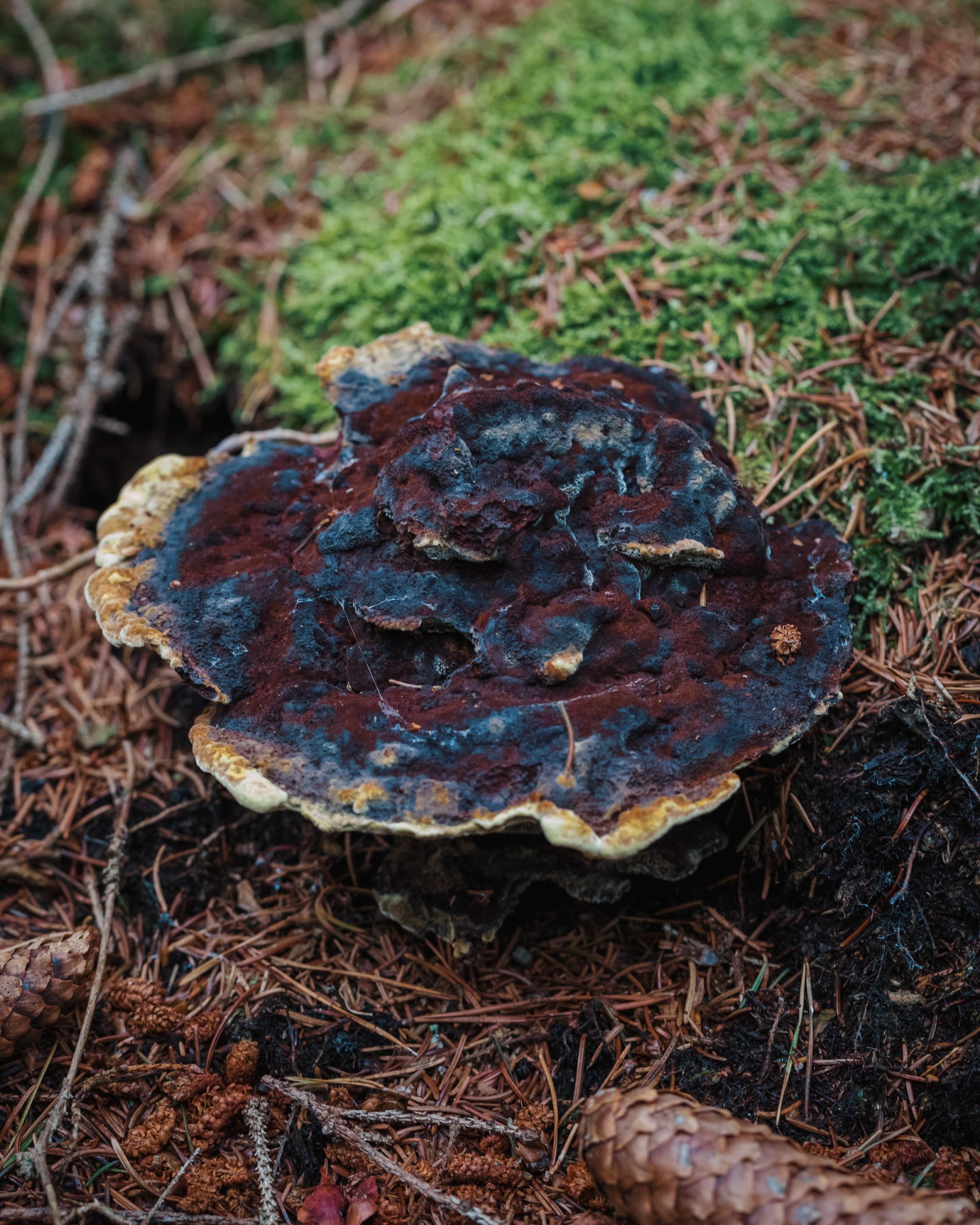 Phaeolus schweinitzii