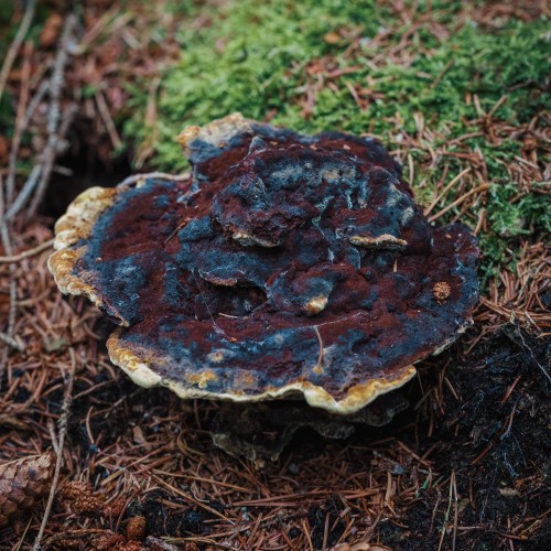Phaeolus schweinitzii