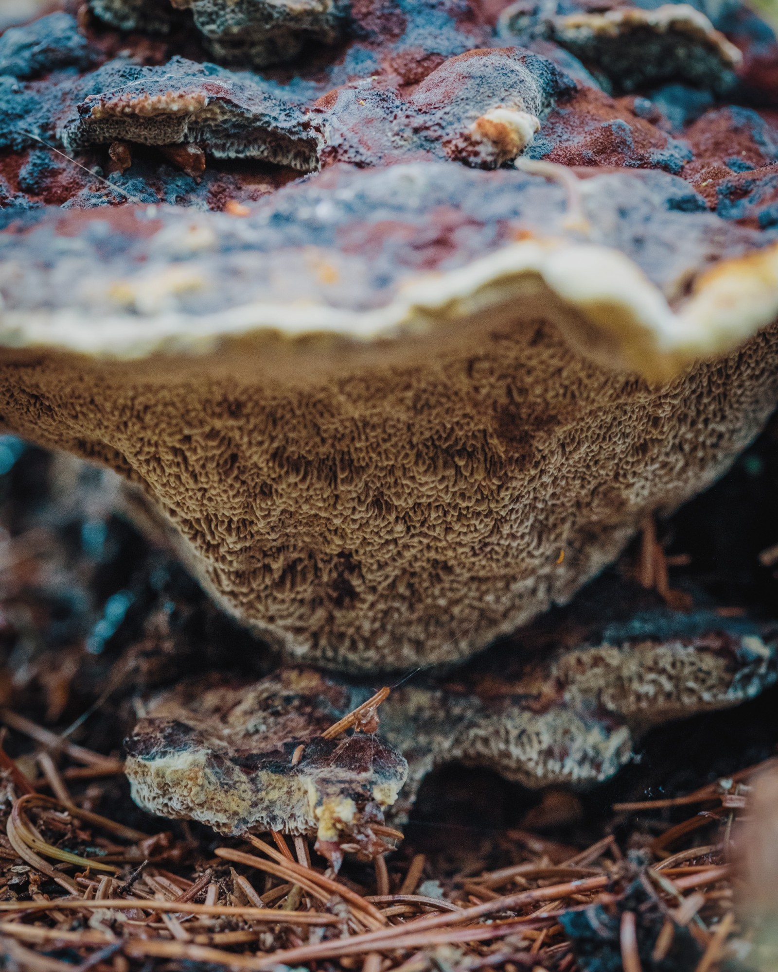 Phaeolus schweinitzii