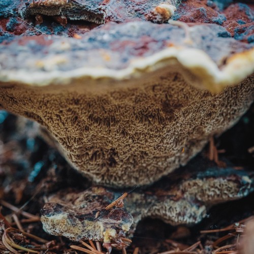 Phaeolus schweinitzii