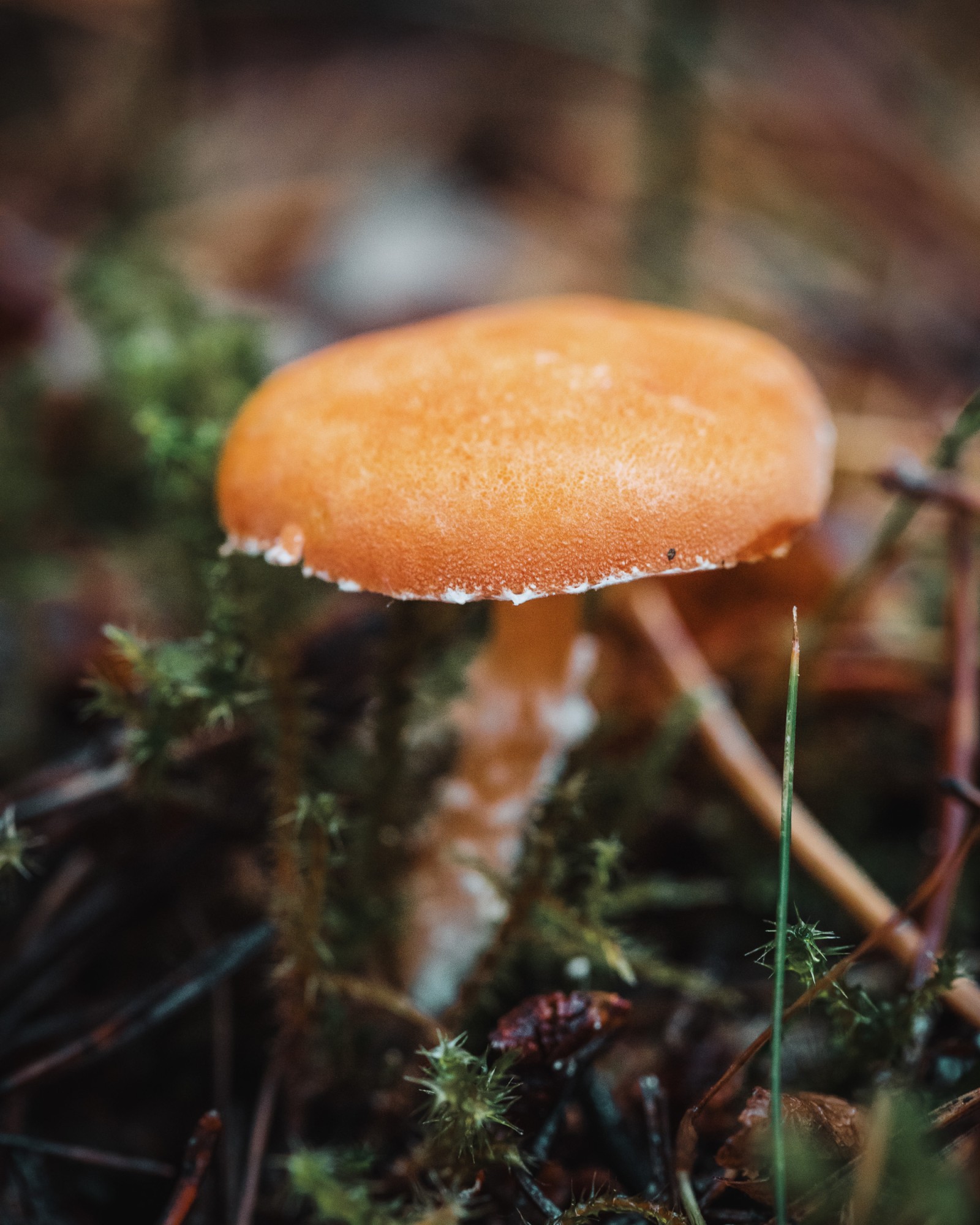Cystoderma amianthinum
