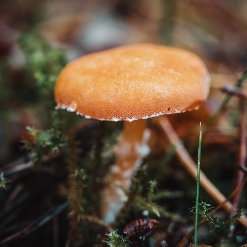 Cystoderma amianthinum