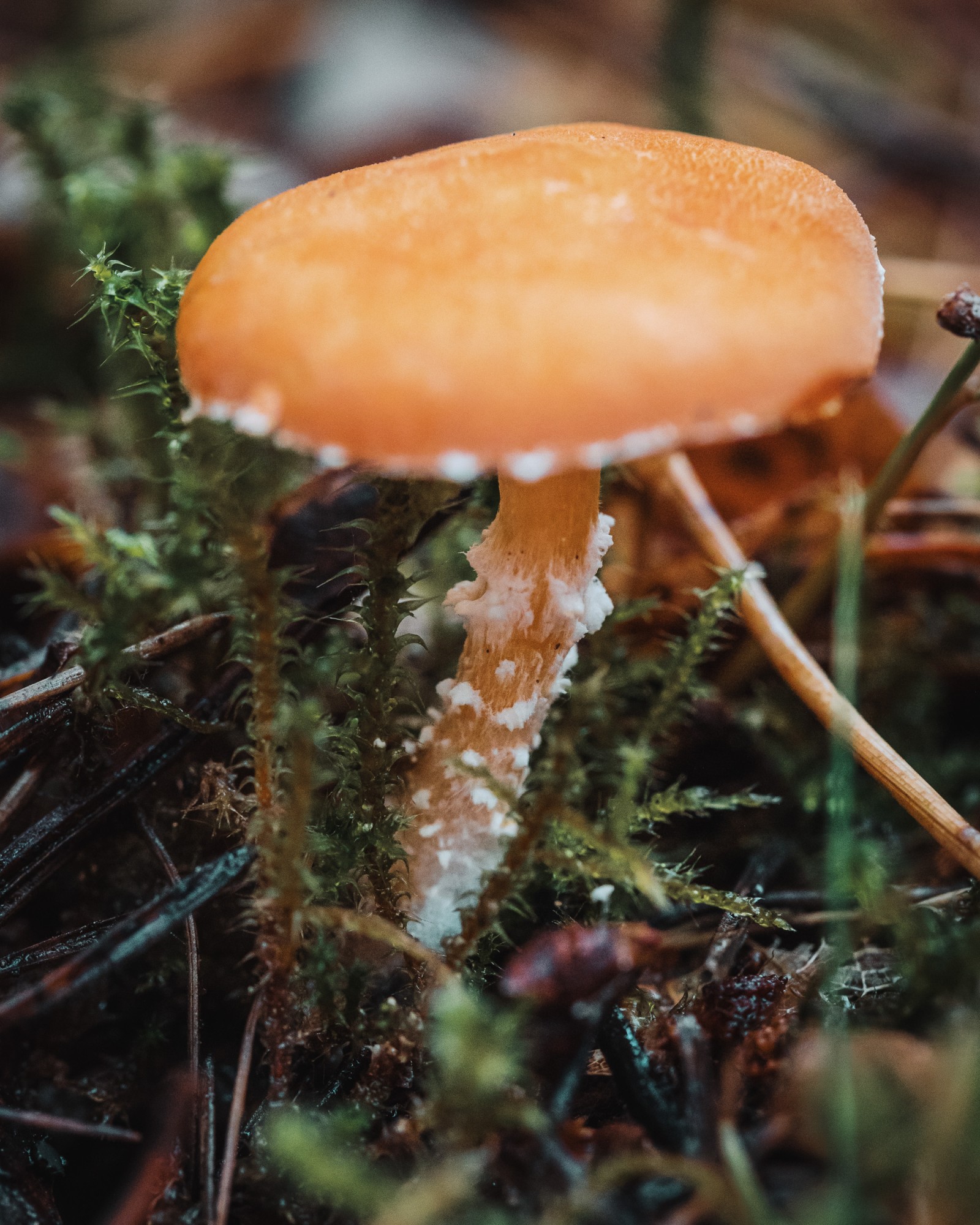 Cystoderma amianthinum