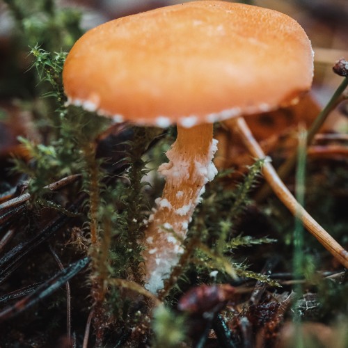 Cystoderma amianthinum