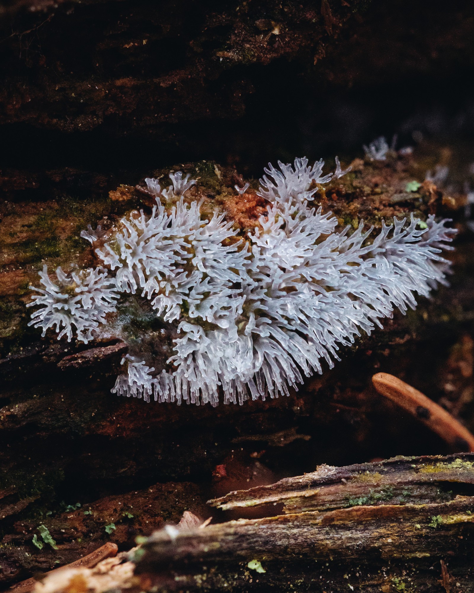 Ceratiomyxa fruticulosa