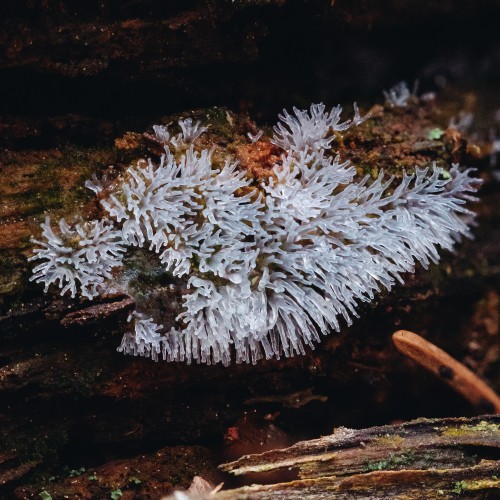 Ceratiomyxa fruticulosa