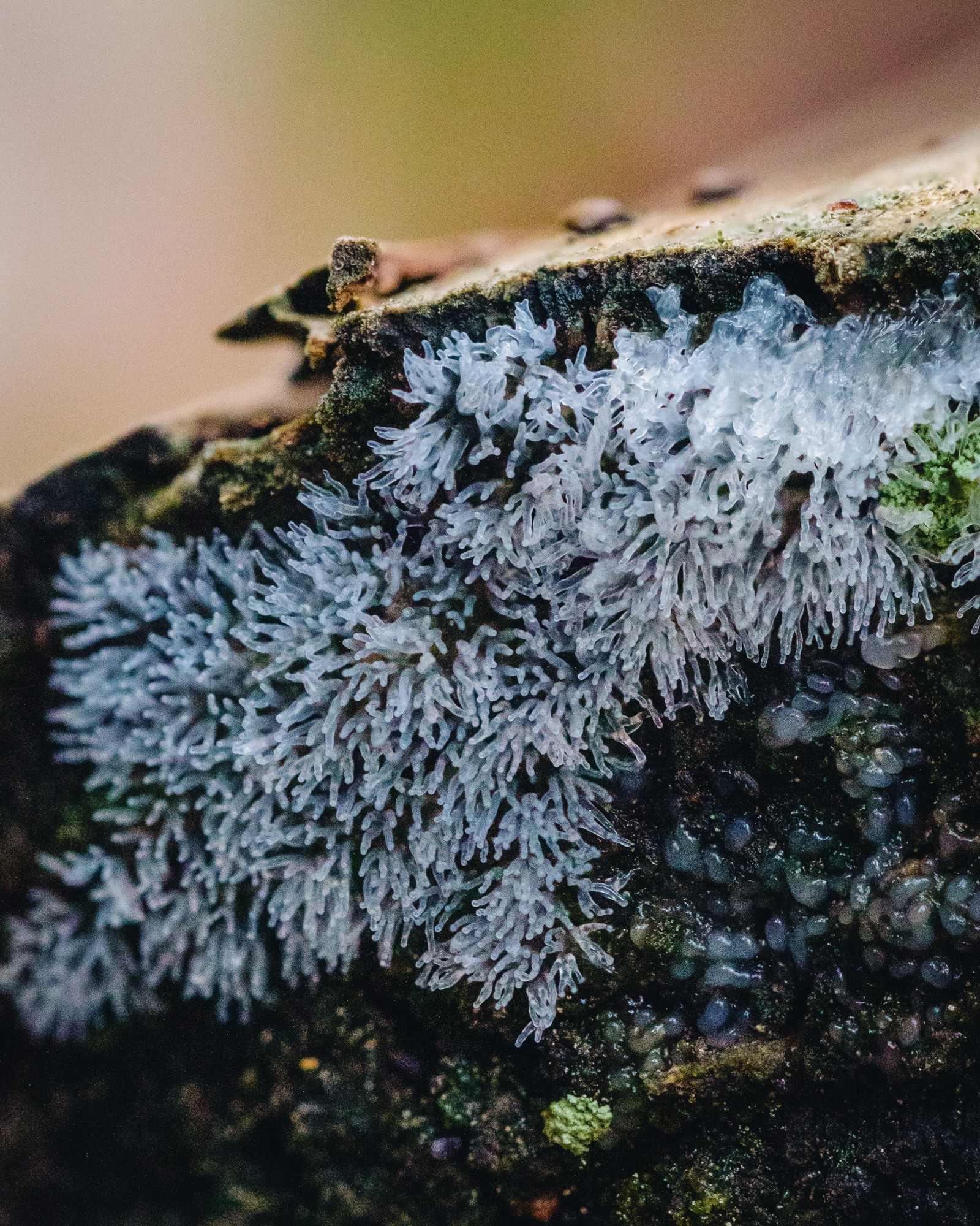 Ceratiomyxa fruticulosa