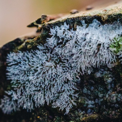 Ceratiomyxa fruticulosa