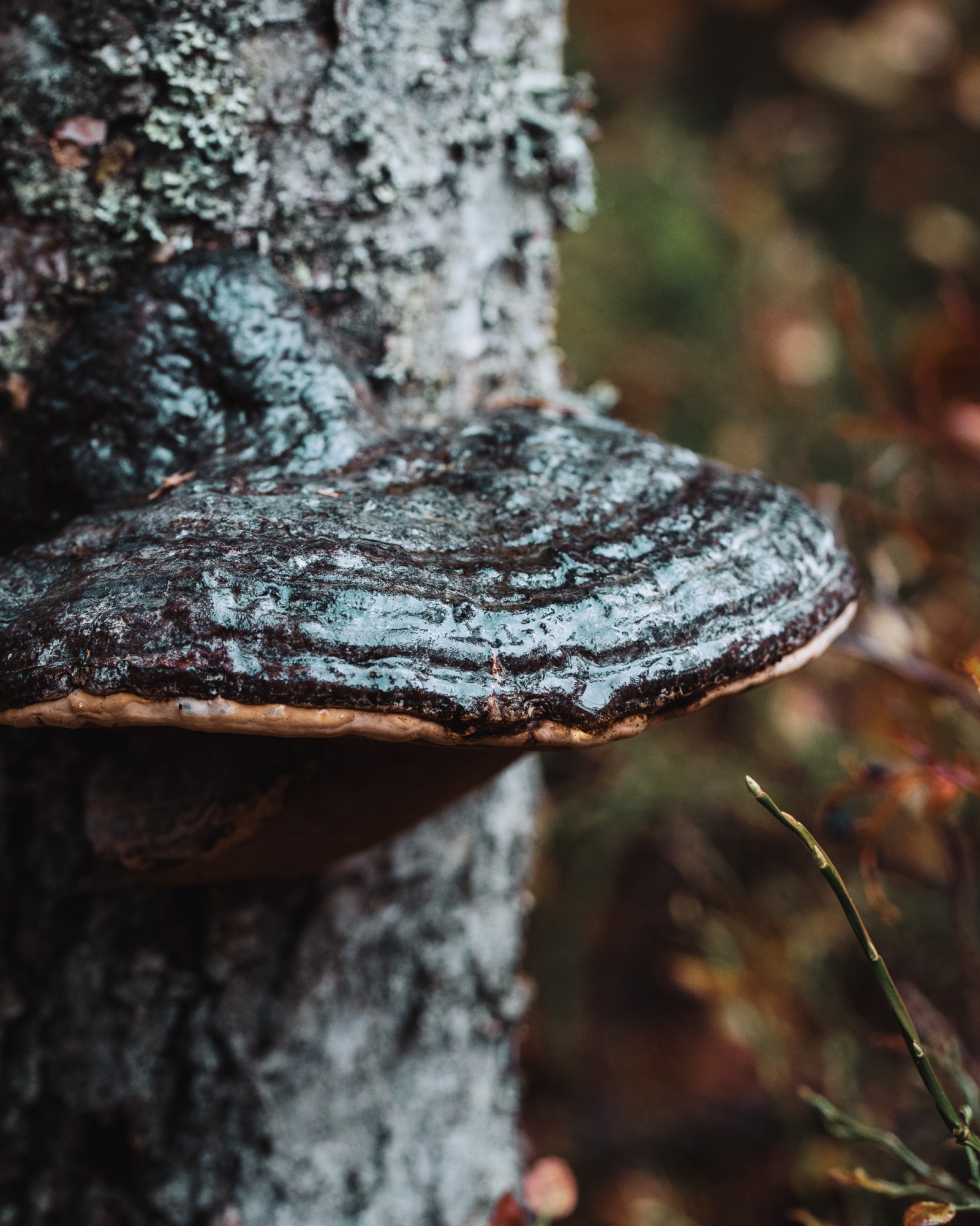 Fomitopsis pinicola