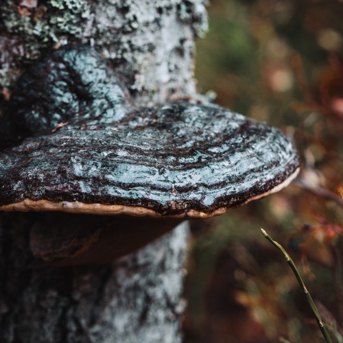 Fomitopsis pinicola