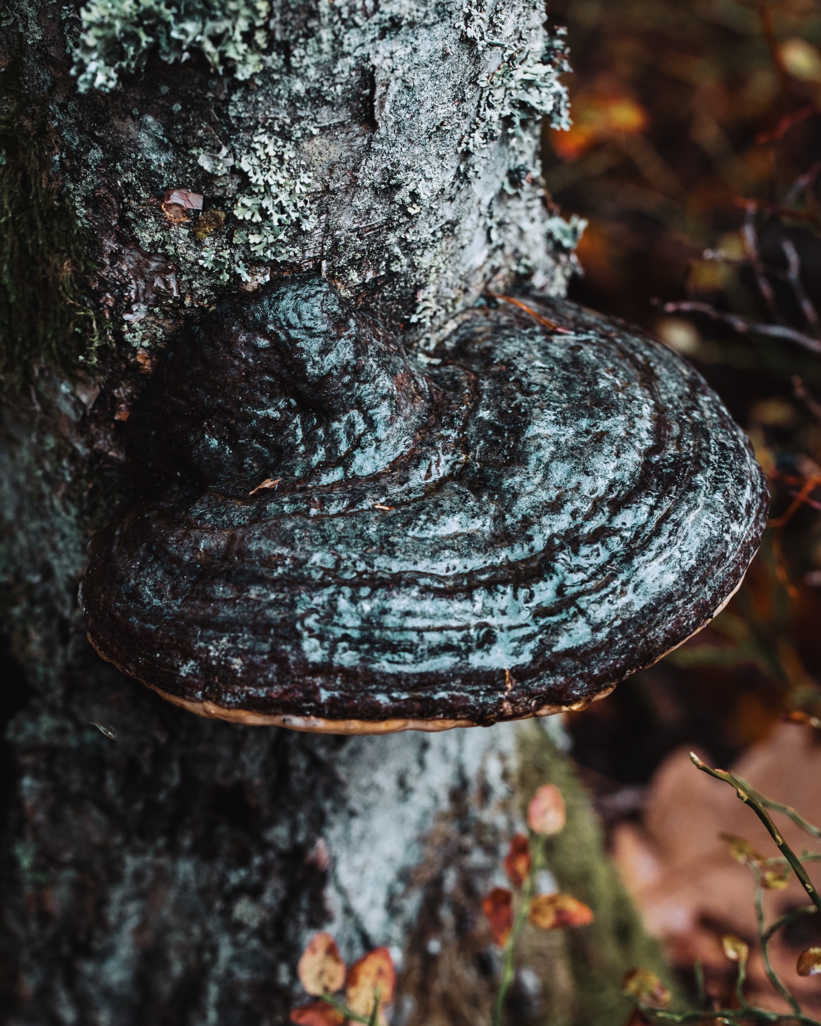 Fomitopsis pinicola