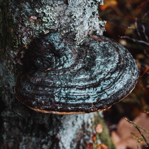 Fomitopsis pinicola