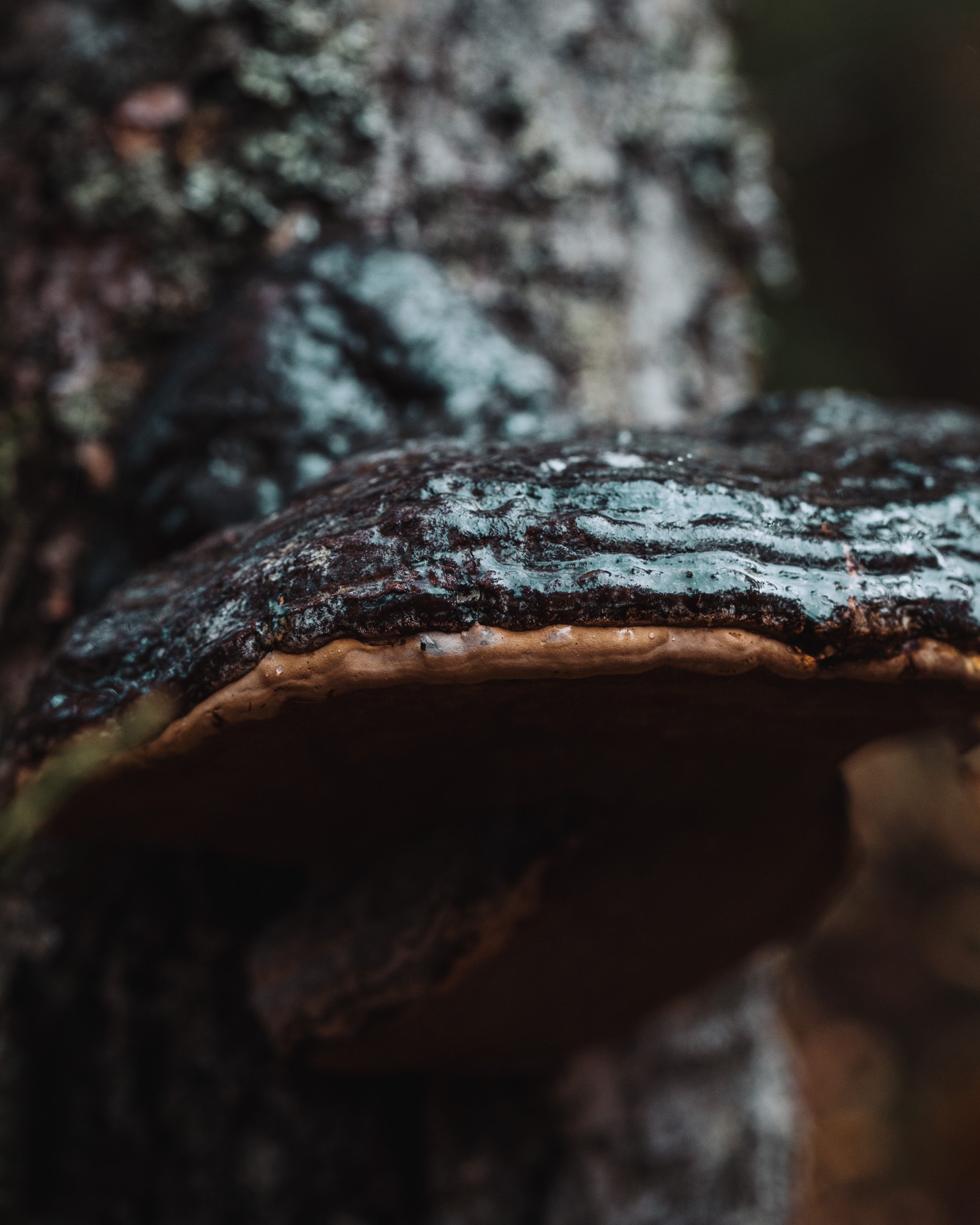 Fomitopsis pinicola