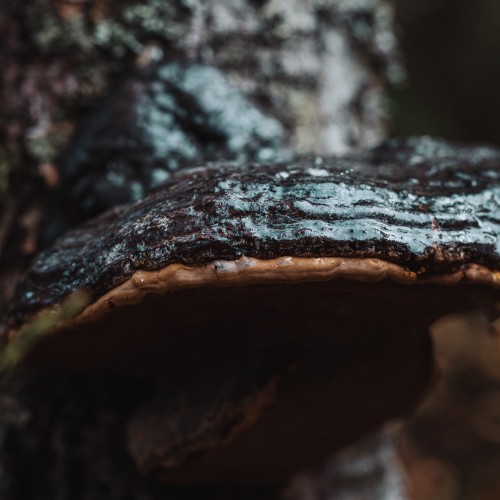 Fomitopsis pinicola