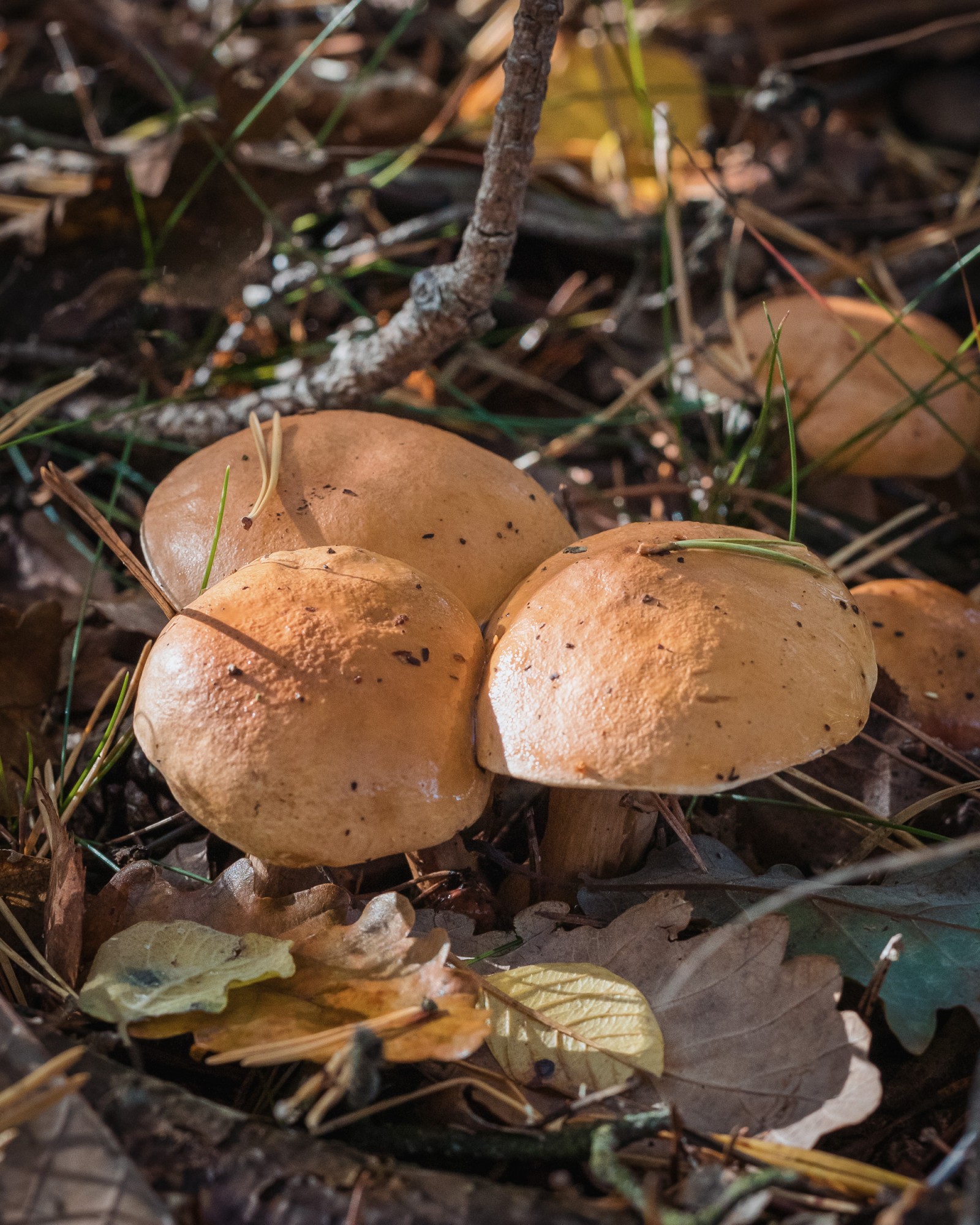 Suillus bovinus