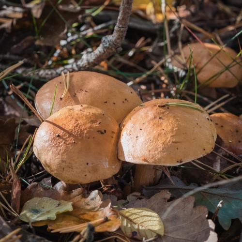 Suillus bovinus