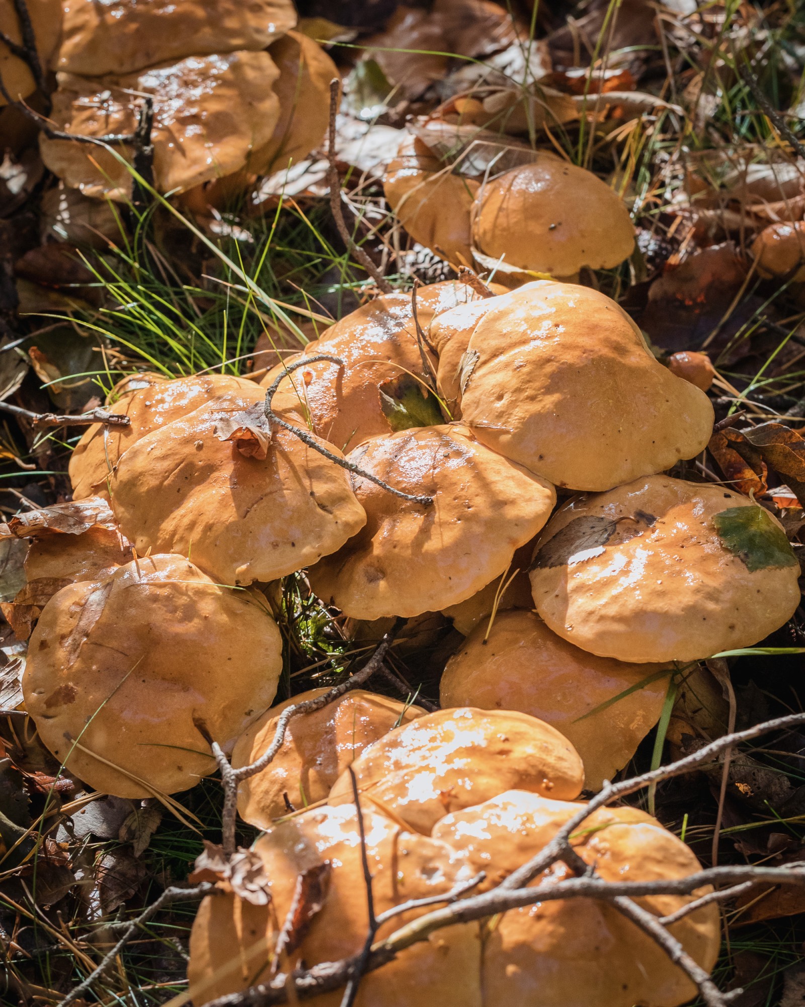 Suillus bovinus