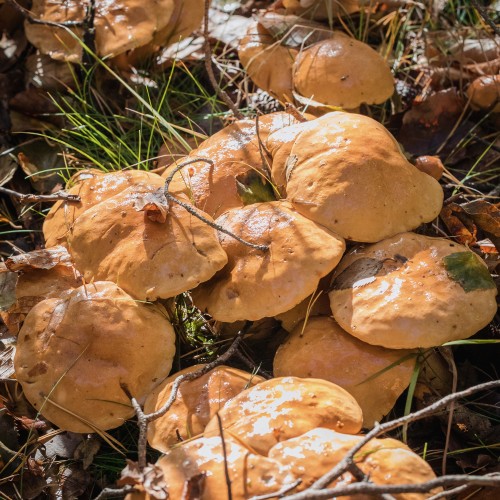 Suillus bovinus