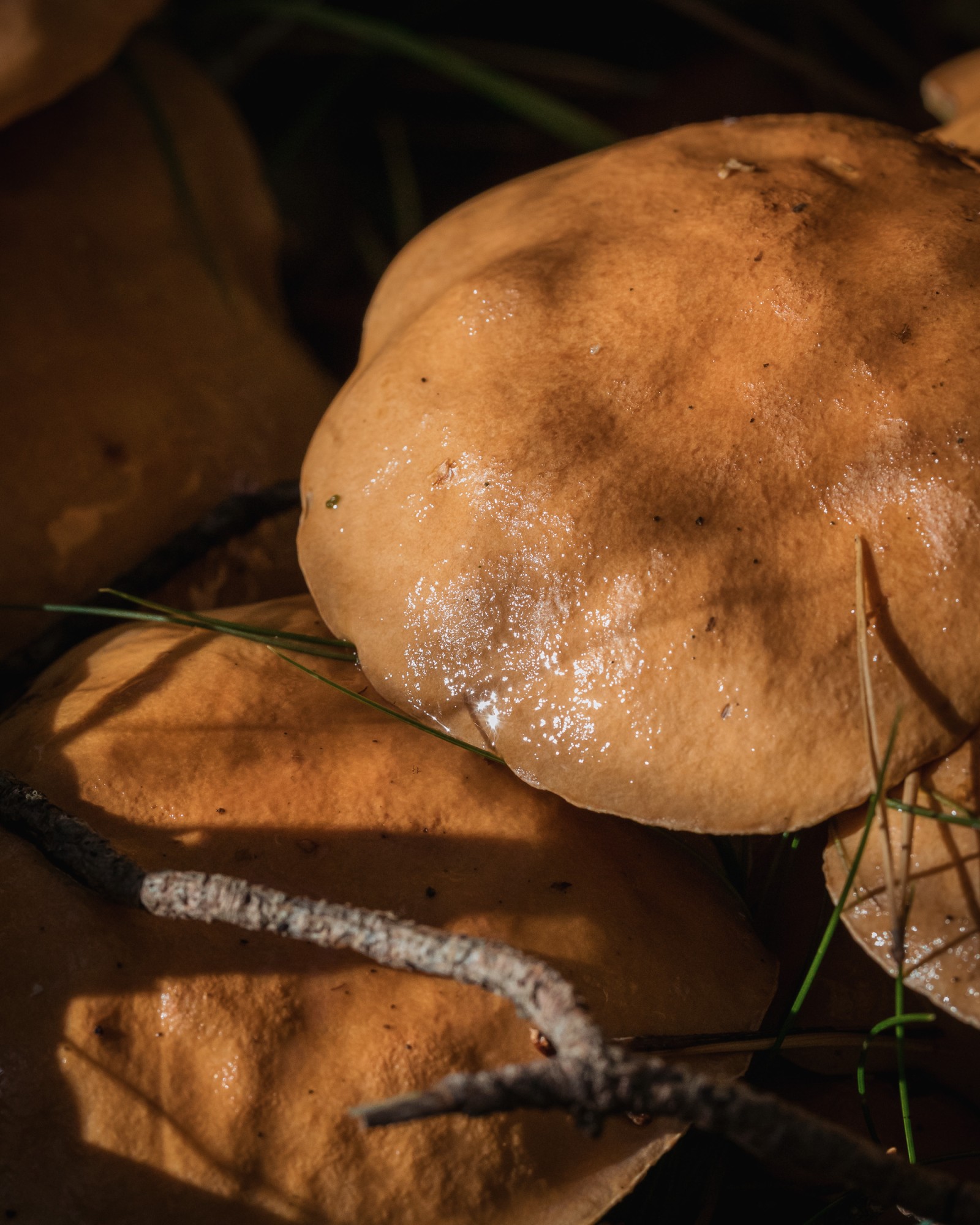Suillus bovinus