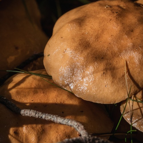 Suillus bovinus