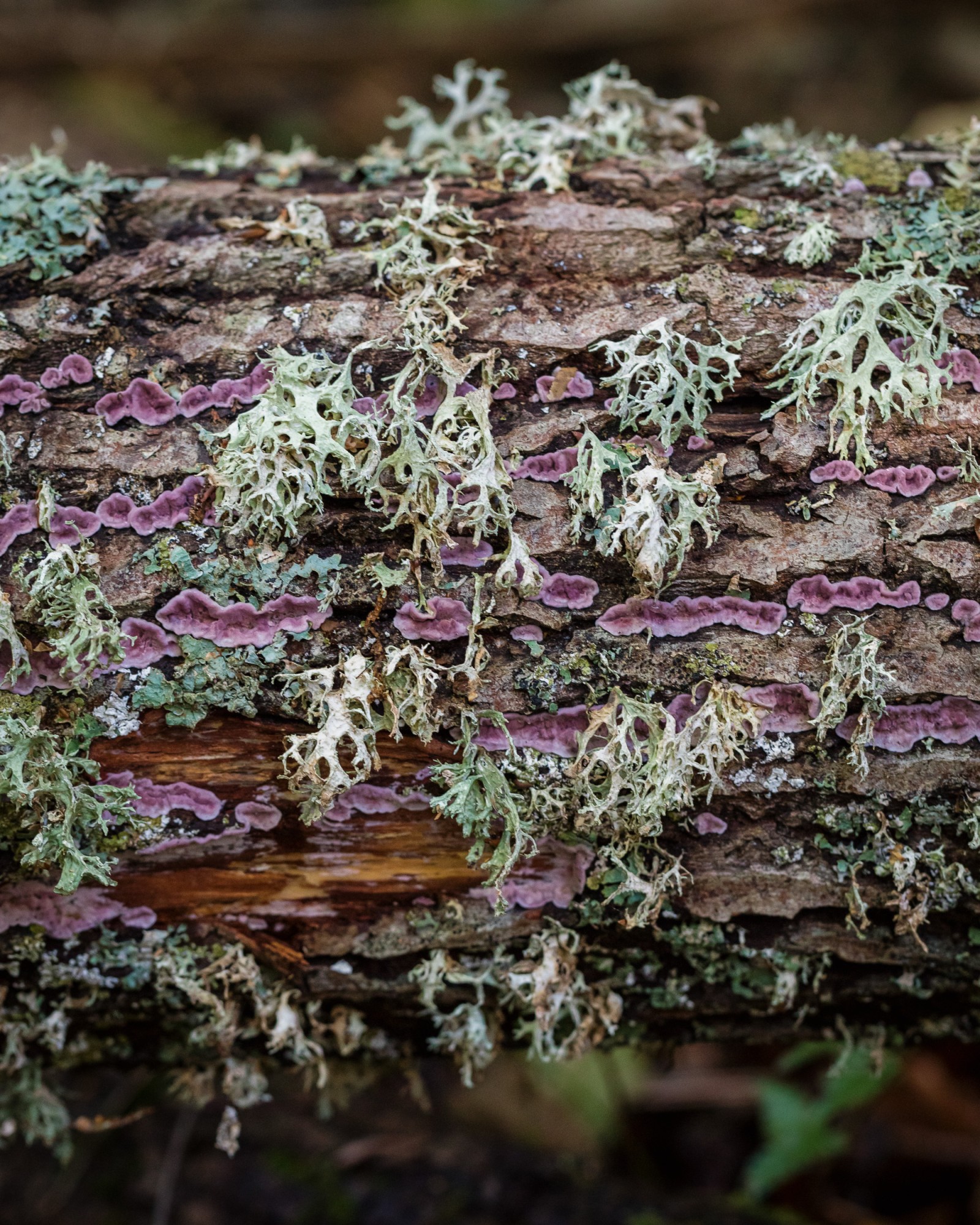 Chondrostereum purpureum