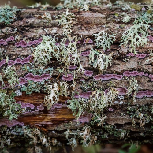Chondrostereum purpureum