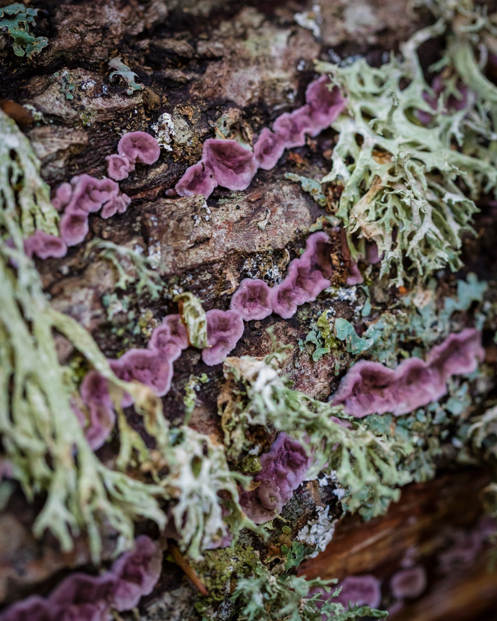Chondrostereum purpureum
