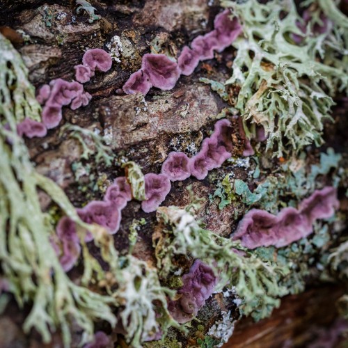 Chondrostereum purpureum