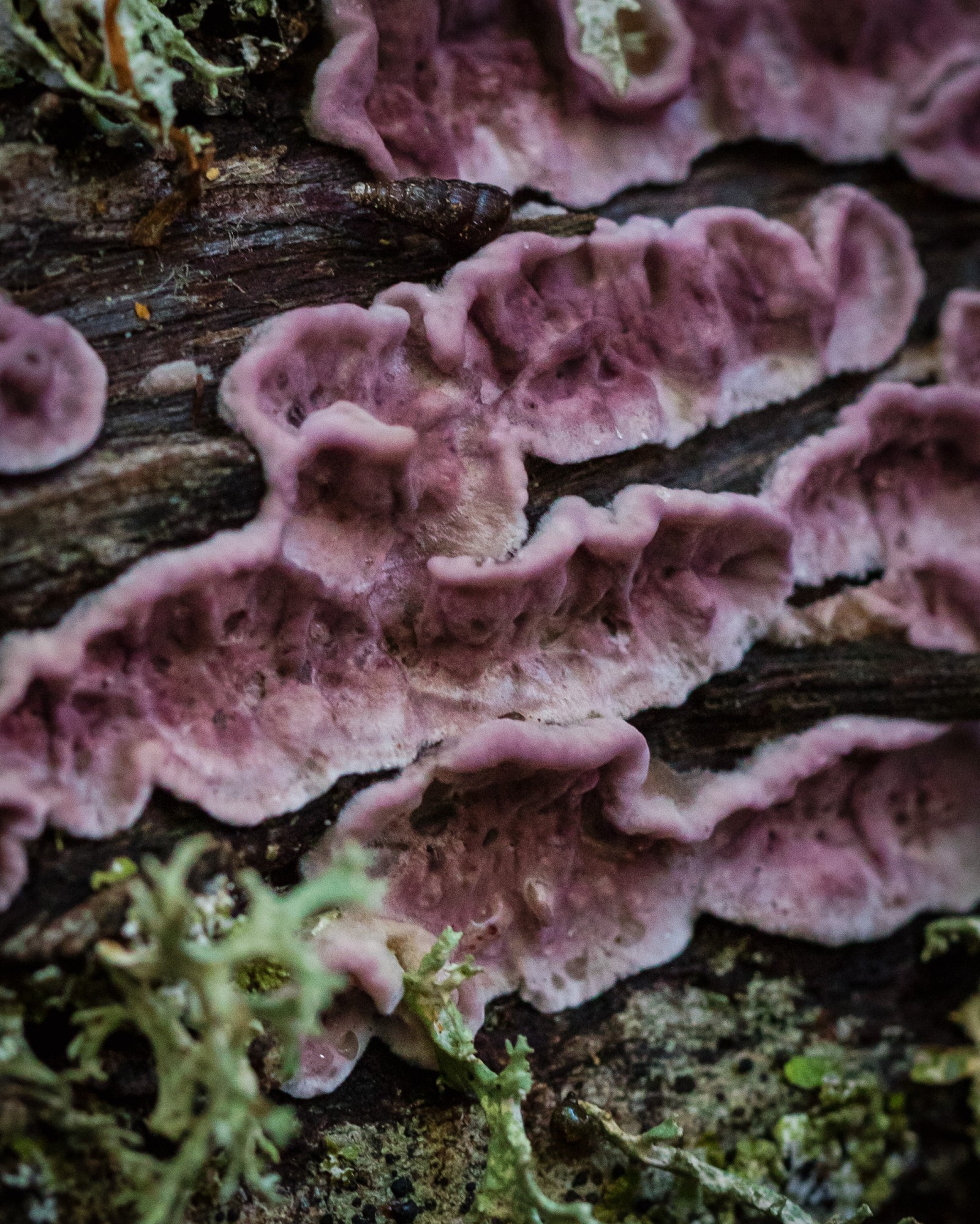 Chondrostereum purpureum