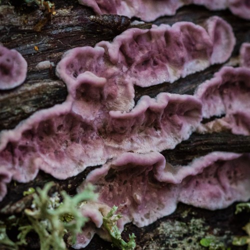 Chondrostereum purpureum