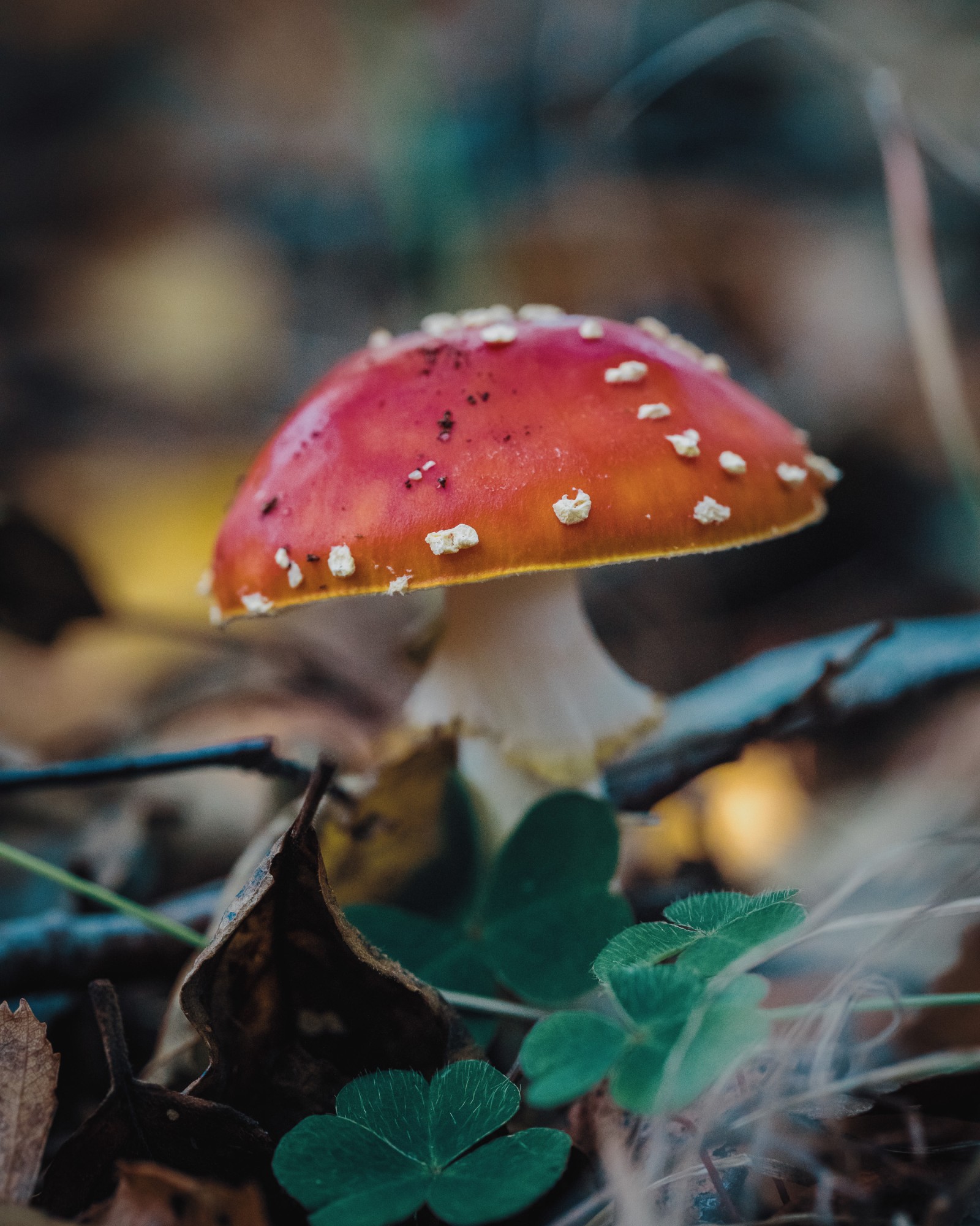 Amanita muscaria