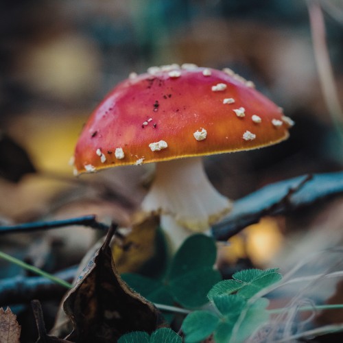 Amanita muscaria